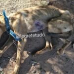 Na quietude do interior alegretense, patrulheiros desbarataram esquema que deixaria até o cusco mais valente de rabo entre as pernas