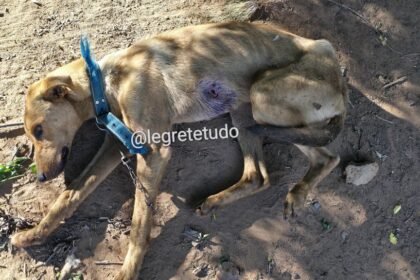 Na quietude do interior alegretense, patrulheiros desbarataram esquema que deixaria até o cusco mais valente de rabo entre as pernas