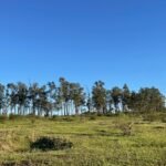 Depois de dias encabulado nas nuvens, o astro-rei resolve mostrar as guampas e trazer calor pra nossa querência neste feriadão