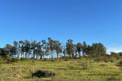 Depois de dias encabulado nas nuvens, o astro-rei resolve mostrar as guampas e trazer calor pra nossa querência neste feriadão