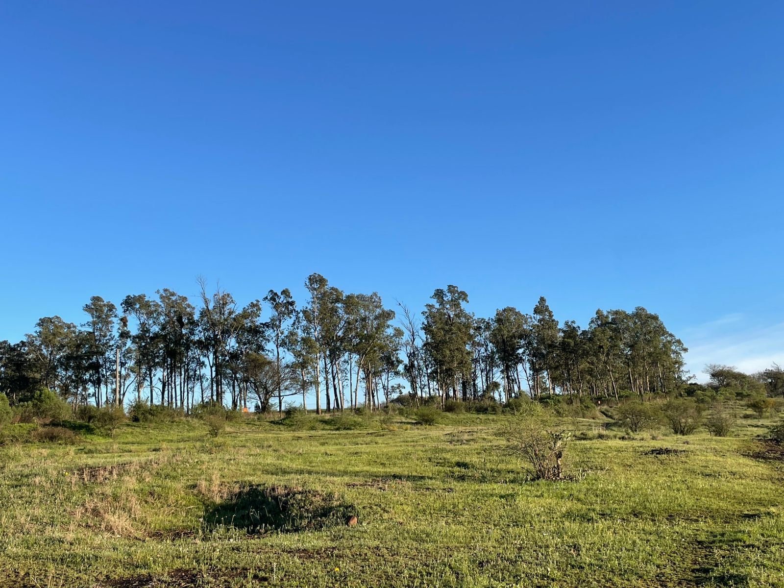 Depois de dias encabulado nas nuvens, o astro-rei resolve mostrar as guampas e trazer calor pra nossa querência neste feriadão