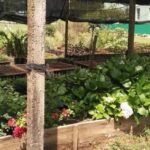 Buenas, vivente! Governo gaúcho acaba de abrir as porteiras de um programa inédito que vai fazer a alegria da gurizada que labuta com aquicultura familiar nos quatro cantos do nosso pago!