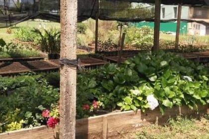 Buenas, vivente! Governo gaúcho acaba de abrir as porteiras de um programa inédito que vai fazer a alegria da gurizada que labuta com aquicultura familiar nos quatro cantos do nosso pago!